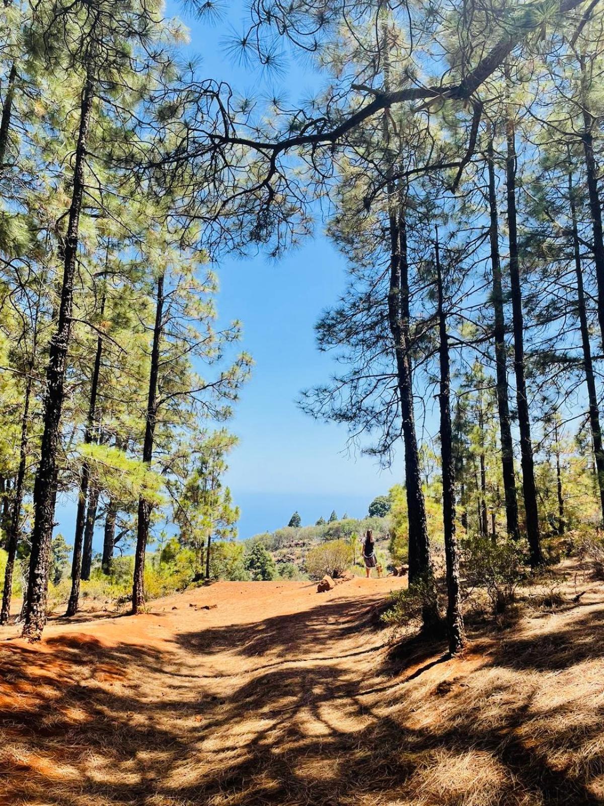 Apartamento Atlantico Santa Cruz de Tenerife Dış mekan fotoğraf
